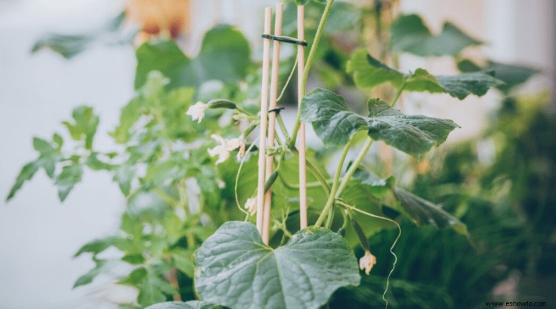 Cómo cultivar pepinos:la guía completa para jardineros de jardín