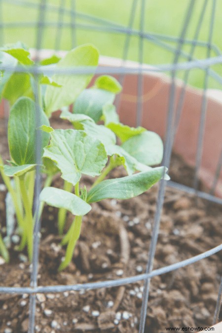 Cómo cultivar pepinos:la guía completa para jardineros de jardín