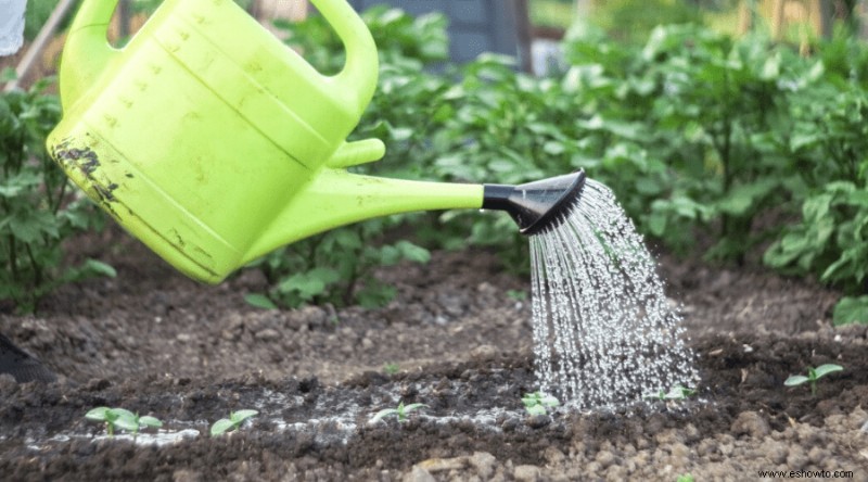 Cómo cultivar pepinos:la guía completa para jardineros de jardín