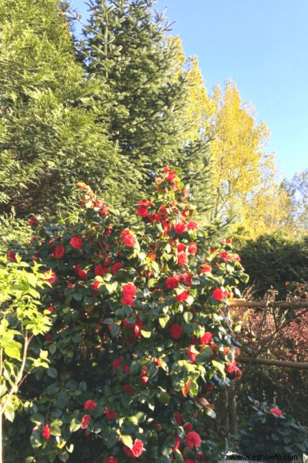 Cómo podar árboles de camelia:una guía definitiva