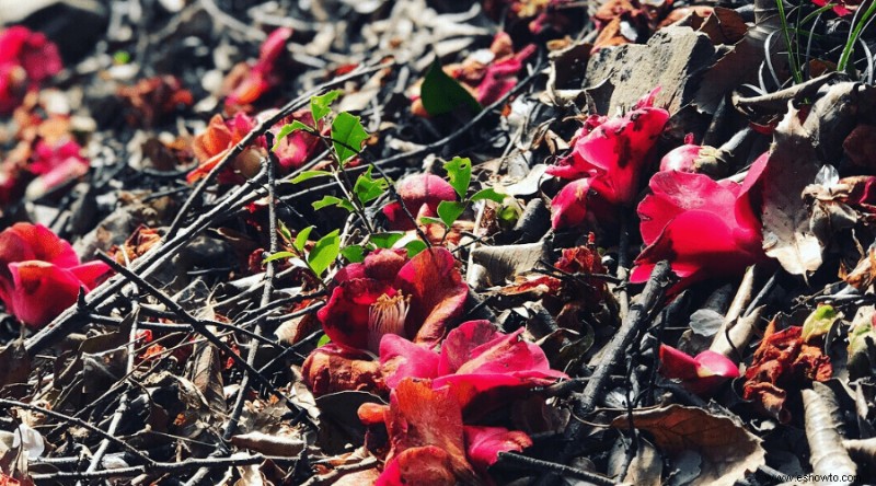 Cómo podar árboles de camelia:una guía definitiva