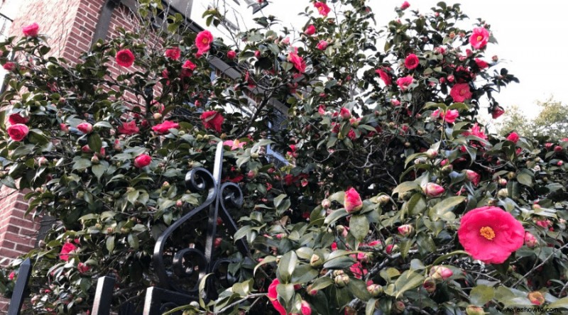 Cómo podar árboles de camelia:una guía definitiva