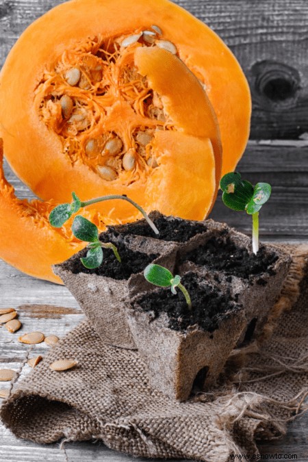 Consejos para plantar calabazas:cómo cultivar una calabaza en 2020