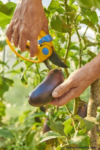 Cómo cultivar berenjenas:los mejores consejos para plantar berenjenas