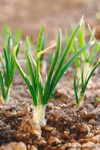 Las hortalizas de crecimiento más rápido para plantar en su patio trasero
