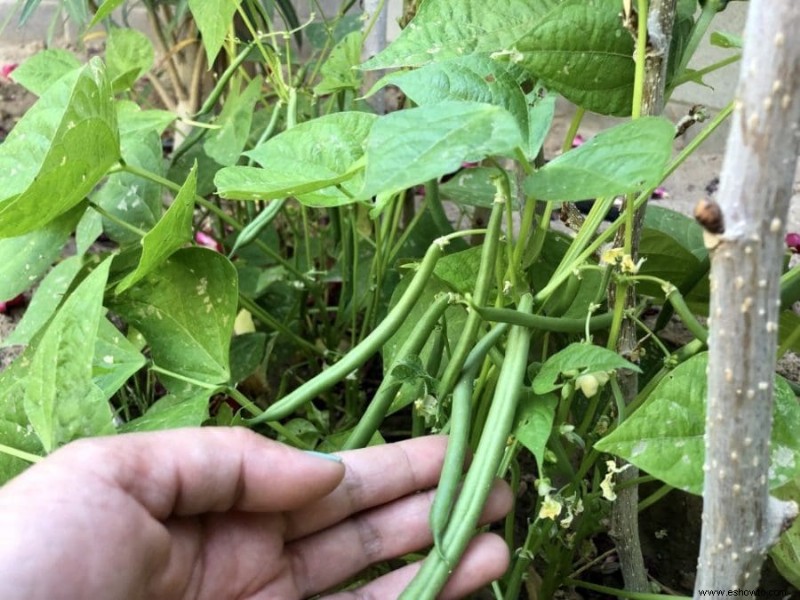 Las hortalizas de crecimiento más rápido para plantar en su patio trasero