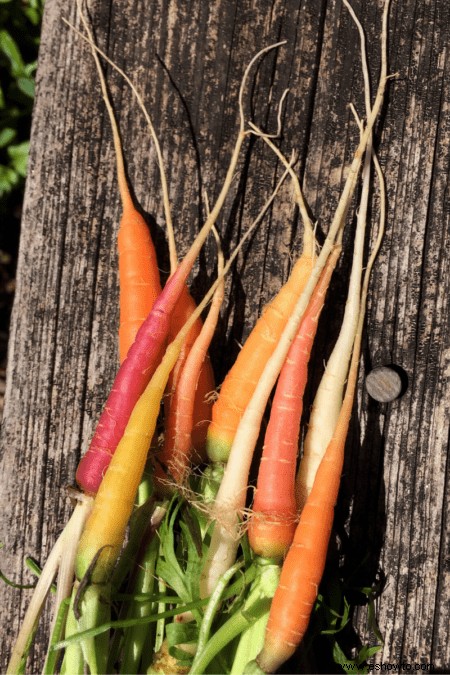 Las hortalizas de crecimiento más rápido para plantar en su patio trasero