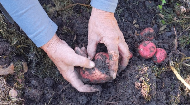 Papas perfectas:cómo plantar, cultivar y cosechar en casa