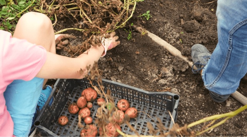 Papas perfectas:cómo plantar, cultivar y cosechar en casa