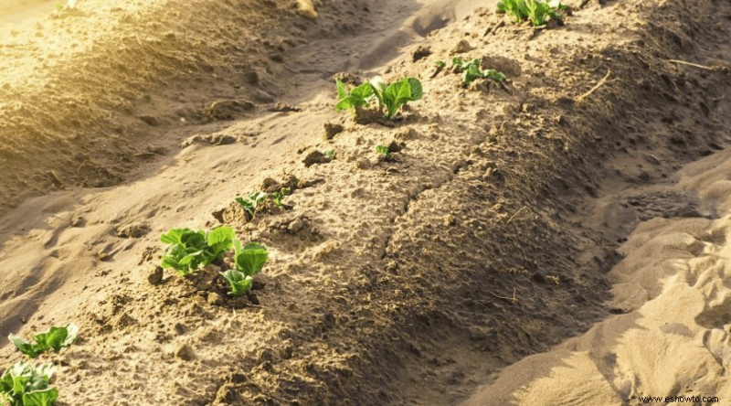 Papas perfectas:cómo plantar, cultivar y cosechar en casa