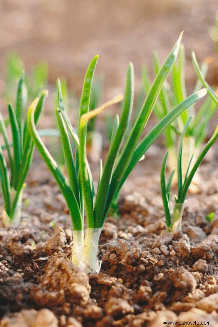 Cómo cultivar cebolletas:la guía de plantación definitiva