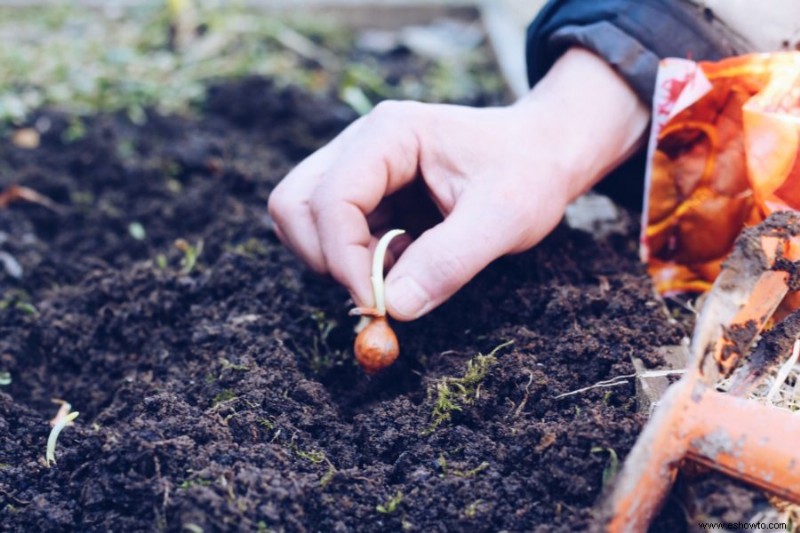 Cómo cultivar cebolletas:la guía de plantación definitiva