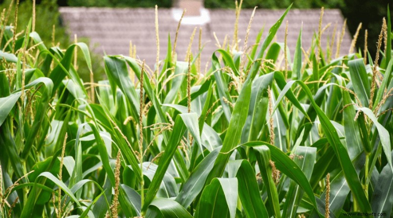 La guía completa para plantar, cultivar y cosechar maíz