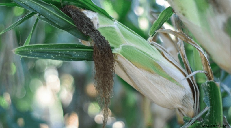 La guía completa para plantar, cultivar y cosechar maíz