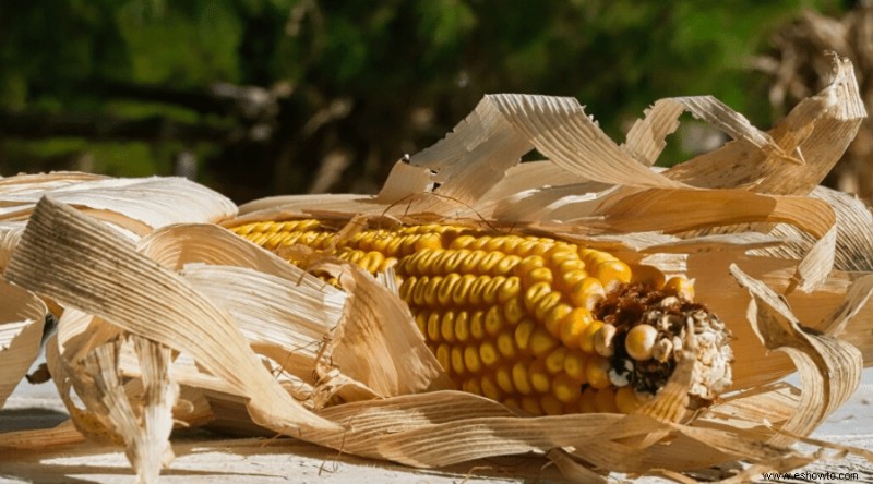 La guía completa para plantar, cultivar y cosechar maíz