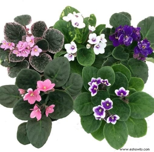 Guía de la violeta africana:cómo cuidar una planta de Saintpaulia