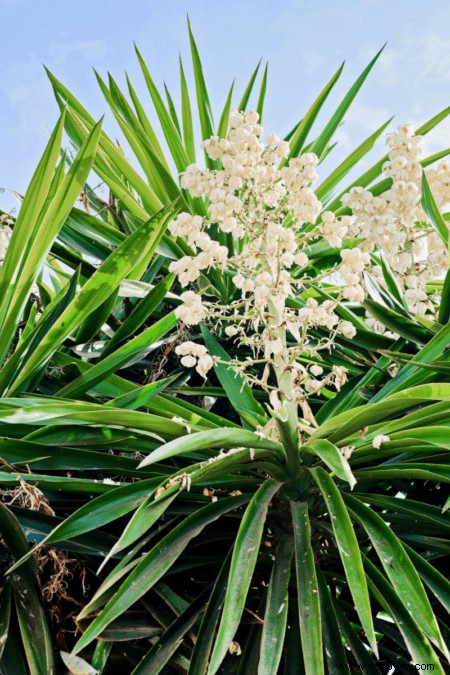 Guía de yuca:cómo cuidar una planta de yuca en interiores o exteriores