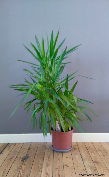 Guía de yuca:cómo cuidar una planta de yuca en interiores o exteriores