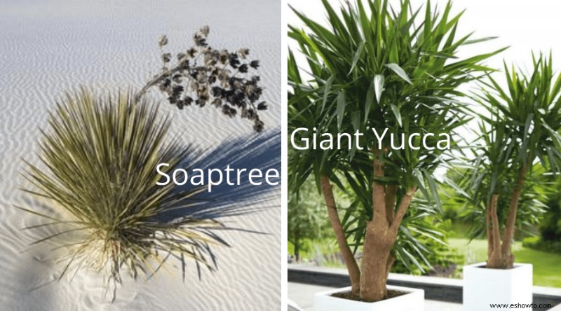 Guía de yuca:cómo cuidar una planta de yuca en interiores o exteriores