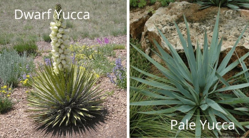 Guía de yuca:cómo cuidar una planta de yuca en interiores o exteriores