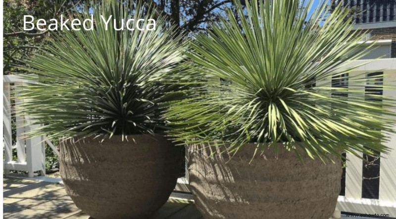 Guía de yuca:cómo cuidar una planta de yuca en interiores o exteriores