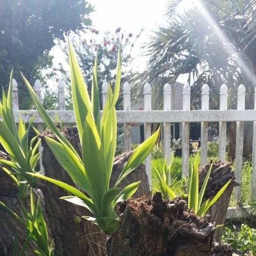 Guía de yuca:cómo cuidar una planta de yuca en interiores o exteriores