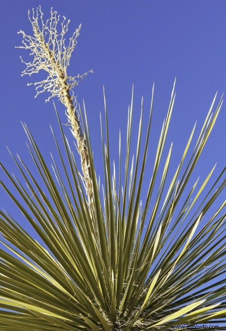 Guía de yuca:cómo cuidar una planta de yuca en interiores o exteriores