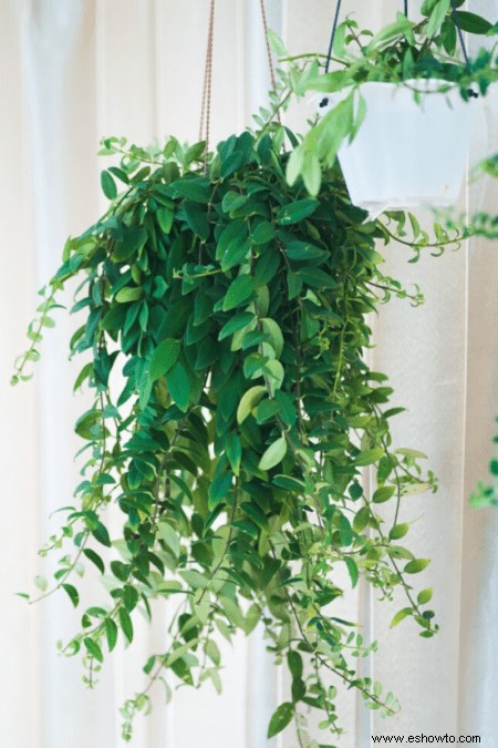 Las mejores plantas colgantes de interior para decorar tu hogar