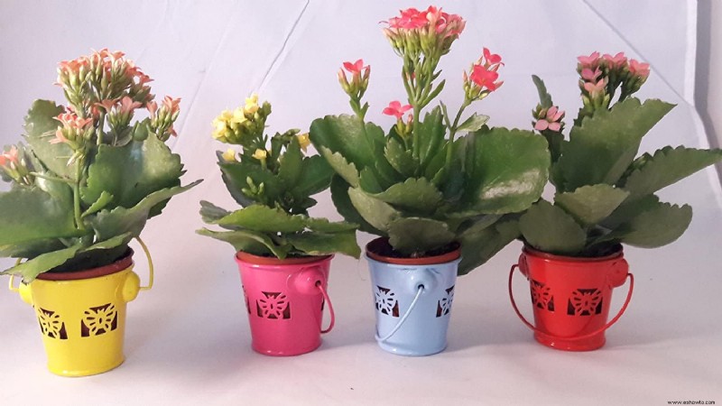 17 mejores plantas de salón para alegrar tu hogar