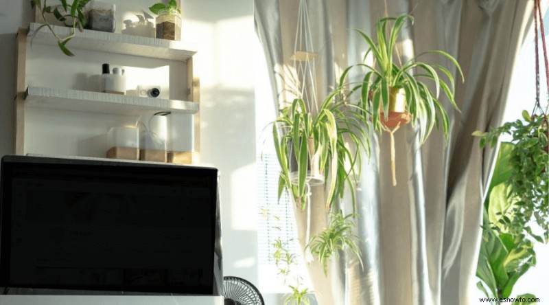 17 mejores plantas de salón para alegrar tu hogar