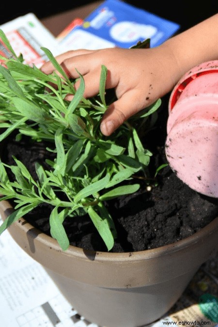 Cómo cultivar lavanda:la guía definitiva para cultivar lavanda