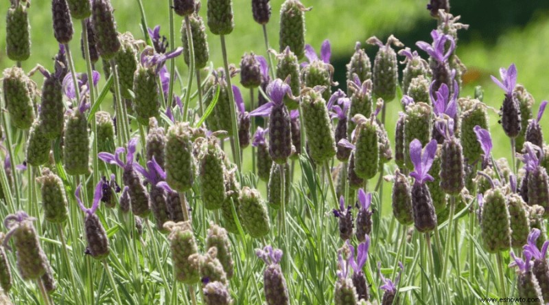 Cómo cultivar lavanda:la guía definitiva para cultivar lavanda