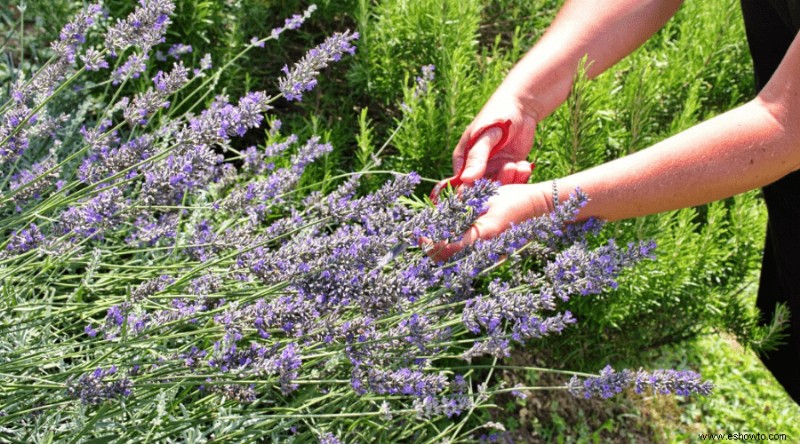 Cómo cultivar lavanda:la guía definitiva para cultivar lavanda