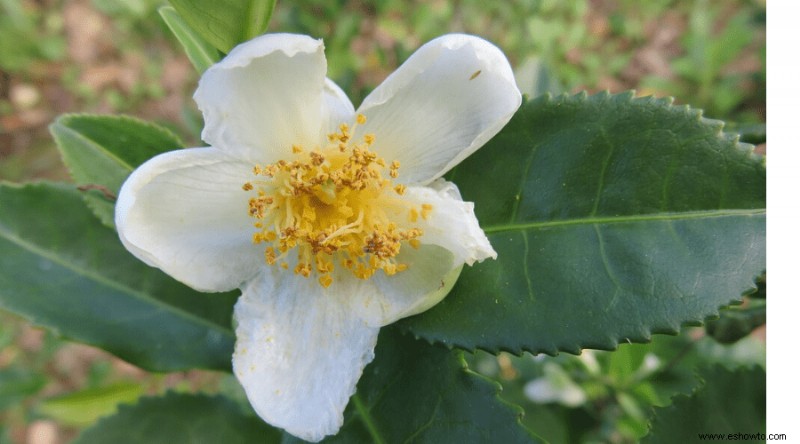 Camellia Sinensis:la guía definitiva para las semillas de plantas de té verde