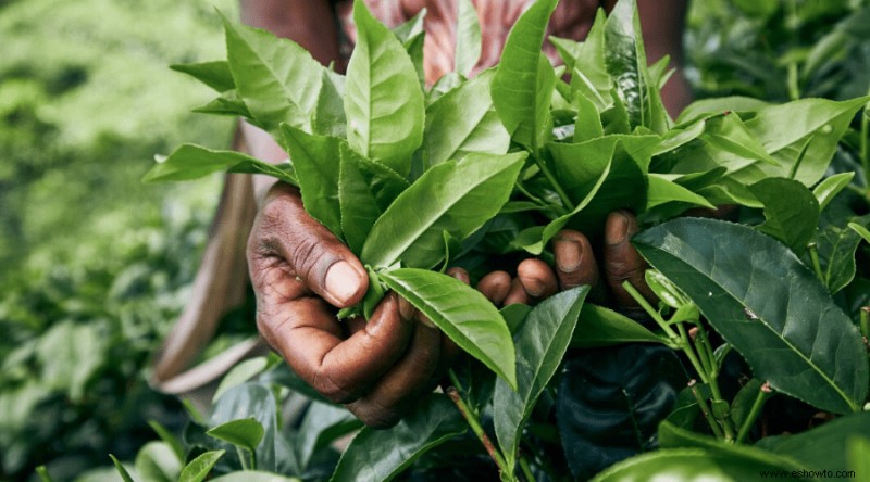 Camellia Sinensis:la guía definitiva para las semillas de plantas de té verde