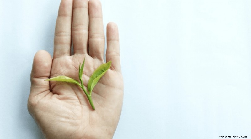 Camellia Sinensis:la guía definitiva para las semillas de plantas de té verde