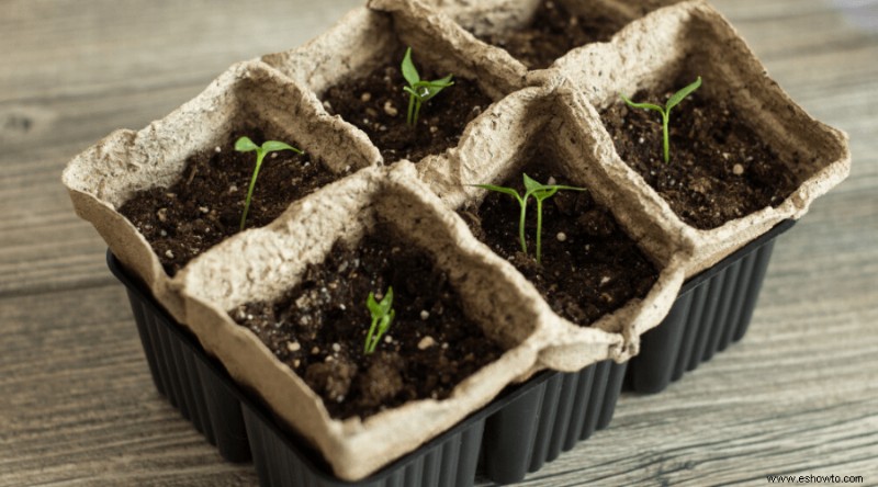 Cómo cultivar pimientos en casa