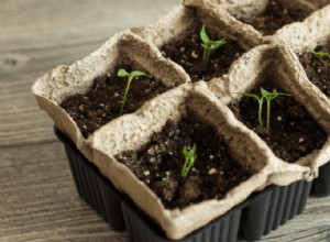 Guía completa para cultivar pimientos en casa: consejos expertos paso a paso