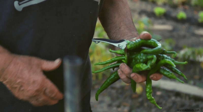 Cómo cultivar pimientos en casa