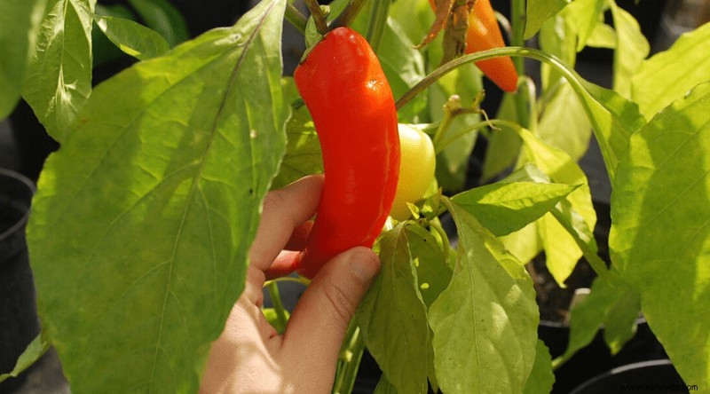 Cómo cultivar pimientos en casa