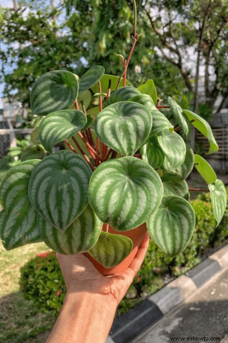 Guía de peperomia:cómo cuidar una planta de peperomia