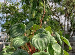 Guía Completa para Cuidar la Peperomia: Consejos Expertos para una Planta Sana