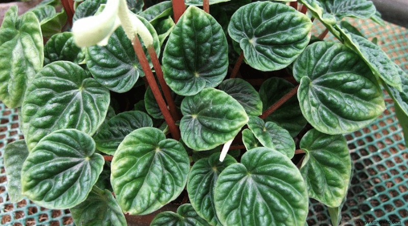 Guía de peperomia:cómo cuidar una planta de peperomia