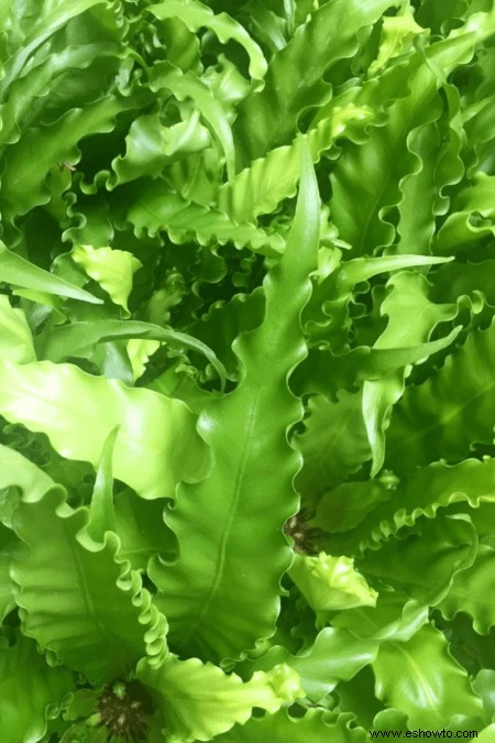 Guía de helechos de nido de pájaro:cómo cuidar una planta de Asplenium Nidus en interiores