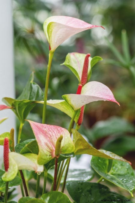 Guía de Anthurium:cómo cuidar una flor de flamenco