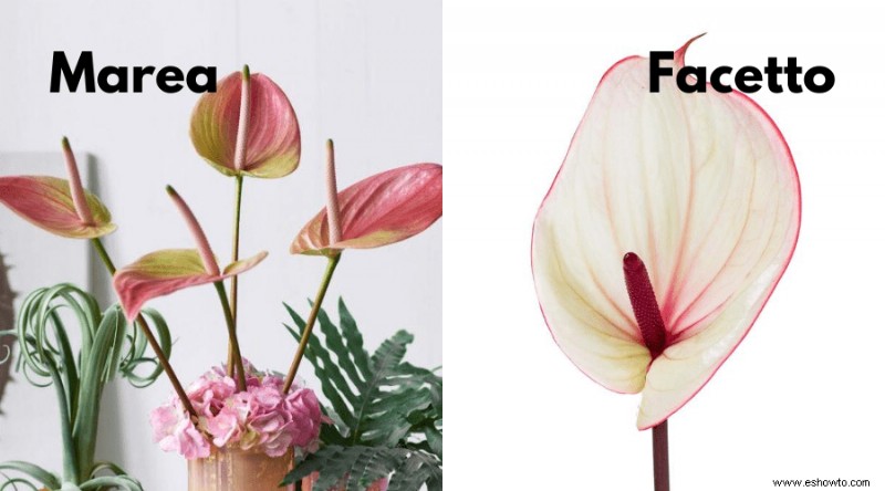 Guía de Anthurium:cómo cuidar una flor de flamenco