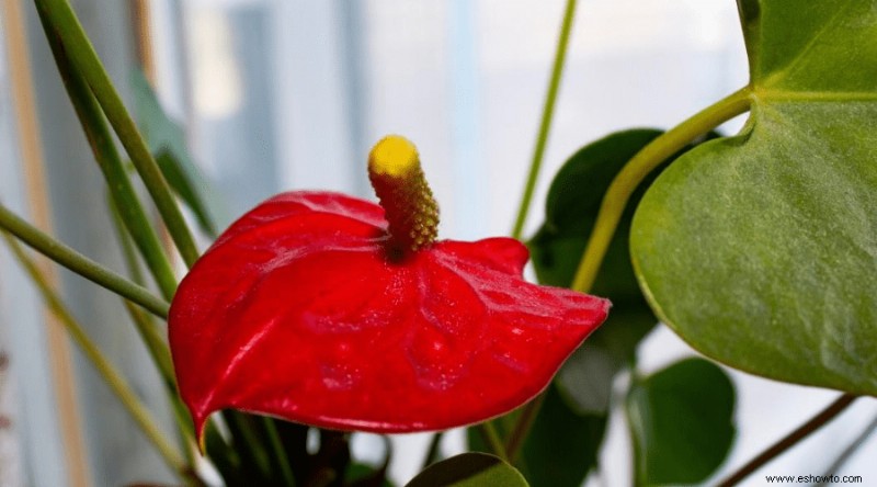 Guía de Anthurium:cómo cuidar una flor de flamenco