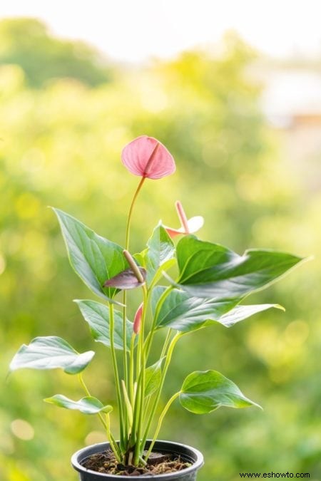 Guía de Anthurium:cómo cuidar una flor de flamenco