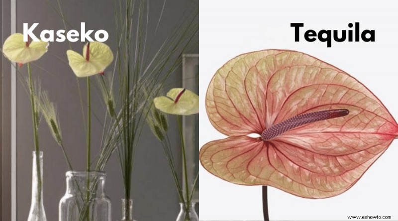 Guía de Anthurium:cómo cuidar una flor de flamenco