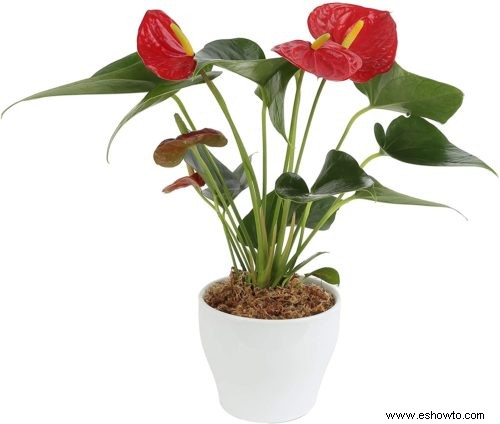 Guía de Anthurium:cómo cuidar una flor de flamenco